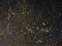 -长藤鬼校(龙翔店)