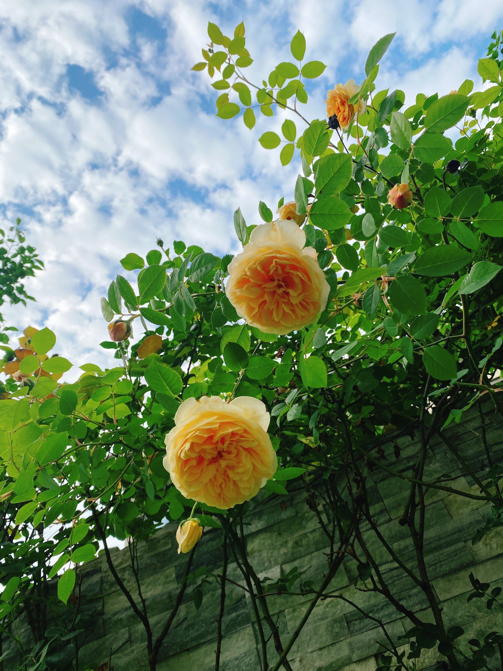 一夜之间,第一批香槟色玛格丽特王妃都开好啦^