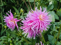 -墨尔本皇家植物园