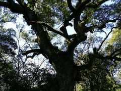 -热田神宫