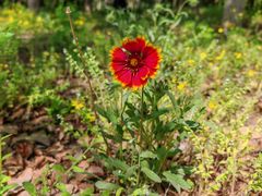 -永定河休闲森林公园