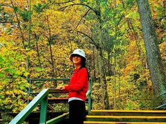 -五营红松林海景区