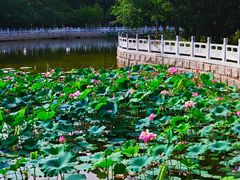 -东升八家郊野公园