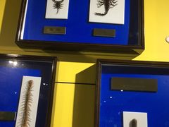 -上海昆虫博物馆