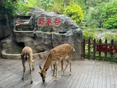 -野象谷景区