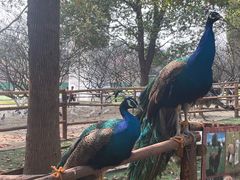-秀丽东方