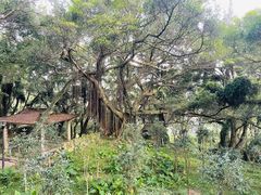 -青芝山风景名胜区