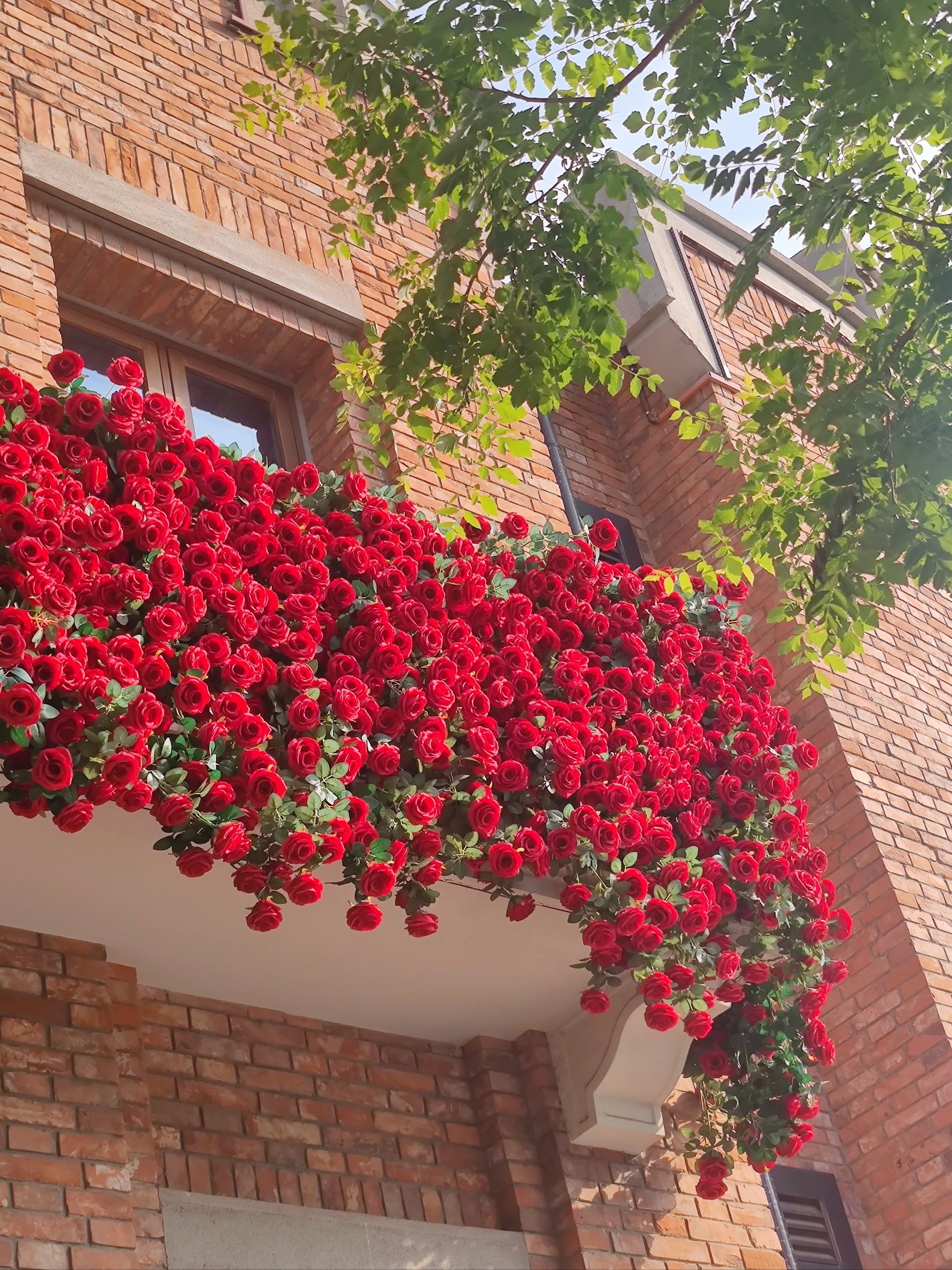 玫瑰花墙美翻天