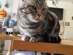 -平行世界·猫咖(首经贸店)