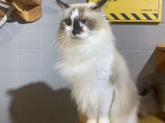 -豆逗聊愈猫阁Easy Life
