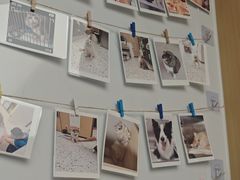 -瑞派康怡24h宠物医院·犬猫医疗中心·微创绝育(瑞景分院)