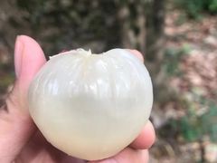 -香山鸡嘴荔枝