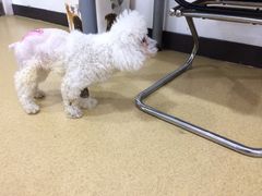 -爱侣宠医·鹦鹉专科·小型哺乳类·异宠专科(灵石路店)