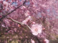 -石塘人家