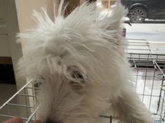 -瑞鹏宠物医院·猫专科·眼专科·产科(厚街店)