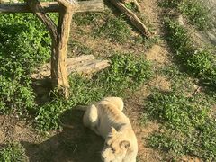 -泉州海丝野生动物世界