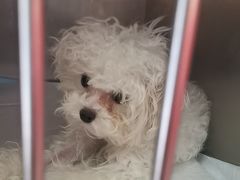 -瑞派福兴宠物医院犬猫全科·骨科·中西医结合(河东店)