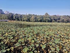 -长春市南湖公园