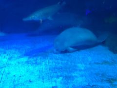 -烟台海昌鲸鲨海洋公园