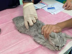 -北京观赏动物医院·24小时大型综合·猫专科·异宠专科
