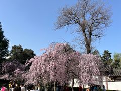 -西安青龙寺遗址景区