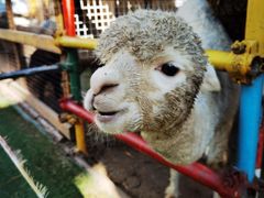 -南宫五洲植物乐园