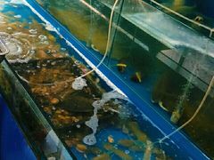 水产区-1910老鲁味海鲜·戳子肉·青岛菜(金沙滩店)