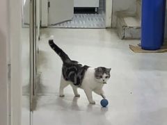 -乐派堂宠物医院·猫友好· 心脏科(东街店)