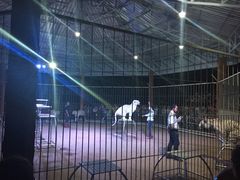 Chiang&nbsp;Mai&nbsp;Night&nbsp;Safari-清迈夜间动物园
