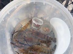 -DGE季风钓虾营地·团建·聚会