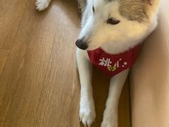 -Husky Go! 哈士奇体验馆·宠物咖啡厅狗咖