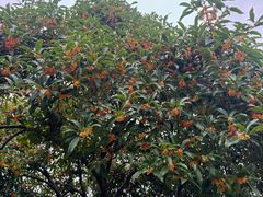 -杭州西湖柳莺里酒店·闻莺厅