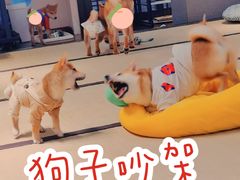 -逗柴咖啡屋·狗咖猫咖宠物桌游