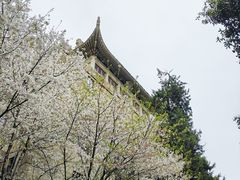 -武汉大学-樱园