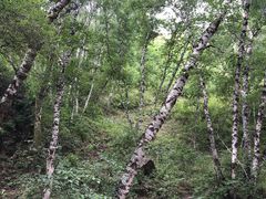 -塞罕坝国家级自然保护区