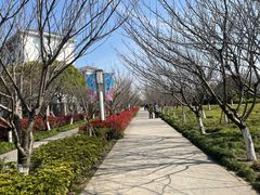 -高东镇樱花园