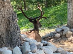 -北京野生动物园