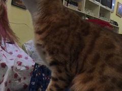 -猫色咖啡·猫咖