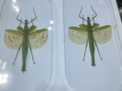 -上海昆虫博物馆