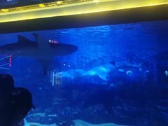 -烟台海昌鲸鲨海洋公园