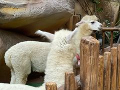 -杭州开元森泊度假乐园