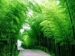 -蜀南竹海景区