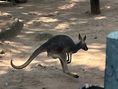 -深圳野生动物园