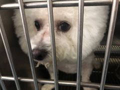 -宠颐生猫科·内科皮肤科(西平世纪城店)