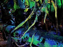 -奥兰多迪士尼动物王国乐园