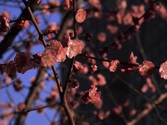 -望江楼公园