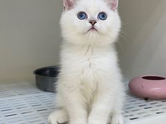 -lincat·猫舍(广州店)