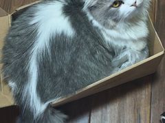 -欣宠猫屋·矮脚拿破仑·蓝金金渐层