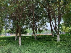 -九里河湿地公园