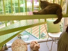 -有猫主题·治愈系猫咖(曾厝垵店)